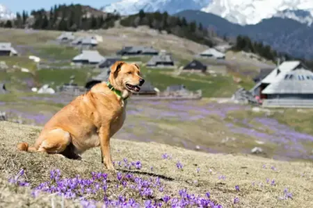 Ervaringen van een autoreis in Slovenië